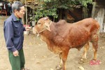 Địa phương đầu tiên ở Nghi Xuân xuất hiện bệnh viêm da nổi cục trên trâu bò