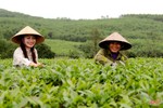 “Cẩm nang bỏ túi” giúp bạn trải nghiệm đồi chè đẹp nhất phía Nam Hà Tĩnh