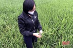 Thời tiết “ẩm ương”, Sở NN&PTNT Hà Tĩnh “khuyên” gì để phòng trừ dịch hại cây trồng?