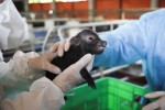 Nhân bản lợn ỉ, đột phá thành công nhân bản vô tính ở động vật tại Việt Nam