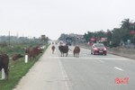 Xử phạt 14 hộ dân ở Cẩm Xuyên thả rông trâu, bò gây mất an toàn giao thông