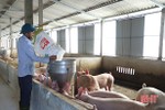 Giá thức ăn tăng “chóng mặt” làm khó người chăn nuôi Hà Tĩnh