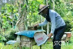 Lão nông Hà Tĩnh hơn 40 năm “ăn, ngủ” cùng... ong!