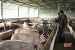 Hà Tĩnh hỗ trợ người chăn nuôi lợn hơn 7,5 tỷ đồng