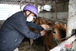 Chủ tịch UBND tỉnh Hà Tĩnh chỉ đạo khẩn cấp phòng, chống bệnh viêm da nổi cục trên trâu bò