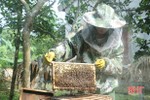 Nông dân Vũ Quang ước thu hơn 12 tỷ đồng từ mật ong