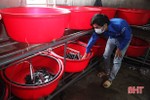 Thanh niên nghèo nuôi chí làm giàu từ thuần dưỡng lươn đồng ở Hà Tĩnh