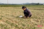 Vì sao diện tích gieo trỉa lạc xuân ở Hà Tĩnh không đạt kế hoạch?