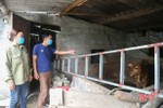 Gõ cửa thầy lang chữa trị cho bò, dịch viêm da nổi cục ở Hà Tĩnh thêm khó kiểm soát
