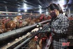 Giá trứng gà giảm sâu, tiêu thụ chậm, nông dân Hà Tĩnh gặp khó