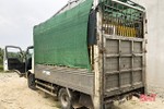 Hà Tĩnh: Xe ô tô chở 296 con lợn “thông chốt” kiểm dịch