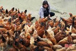 Người chăn nuôi Hà Tĩnh ngạc nhiên khi giá gà lên 120 ngàn đồng/kg