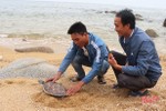 Bắt được rùa quý hiếm, ngư dân Cẩm Xuyên phối hợp thả về với biển