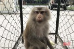 Bàn giao cá thể khỉ đuôi lợn quý hiếm cho Vườn Quốc gia Vũ Quang