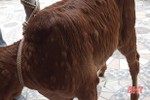 Đức Thọ xuất hiện bệnh viêm da nổi cục trên bò