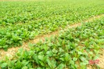 Cây dược liệu lên xanh trên cánh đồng liên kết ở Hà Tĩnh