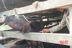 Tập trung tiêm 12.000 liều vắc-xin viêm da nổi cục trên trâu, bò ở Hương Khê