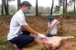 Vũ Quang tiêu hủy gần 3 tấn lợn dương tính với dịch tả lợn châu Phi