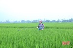 Sở NN&PTNT Hà Tĩnh “mách nước” trừ dịch hại trên lúa xuân