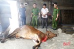Hà Tĩnh: Phát hiện chủ cơ sở vận chuyển bò chết không rõ nguyên nhân đưa vào lò giết mổ