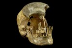 Tái tạo gene từ hộp sọ 45 nghìn năm