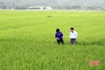 Hương Sơn khẩn trương phòng trừ bệnh bạc lá gây hại lúa xuân