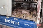 Hà Tĩnh: Phát hiện xe ô tô vận chuyển 50 con giống nhiễm dịch tả lợn châu Phi