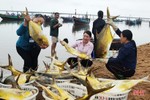 Hải sản được giá, ngư dân Hà Tĩnh phấn khởi vào vụ cá nam