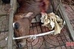 Bắt quả tang hộ dân giết mổ bò “chui”, không rõ nguồn gốc ở Hương Sơn