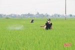 Thời tiết mưa ẩm “làm khó” nông dân Hà Tĩnh trong phòng trừ đạo ôn cổ bông hại lúa
