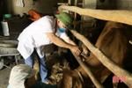 Hơn 115 nghìn con trâu, bò tại Hà Tĩnh được tiêm phòng vắc-xin viêm da nổi cục