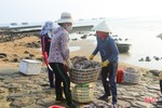 Hải sản dễ bán trong dịp lễ, ngư dân Hà Tĩnh phấn khởi vươn khơi