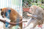 Bàn giao cá thể khỉ đuôi lợn và cu li nhỏ cho Vườn Quốc gia Vũ Quang