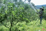 Nông dân Vũ Quang chủ động chống hạn cho hơn 2.600 ha cam
