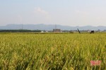 Chung tay thu hoạch, tiêu thụ nông sản cho người dân vùng bị phong tỏa do dịch ở Hà Tĩnh