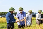 Đẩy nhanh tiến độ thu hoạch lúa xuân, triển khai sản xuất vụ hè thu đúng kế hoạch