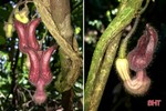 Loài thực vật mới được phát hiện tại Vườn Quốc gia Vũ Quang - Hà Tĩnh