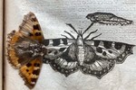Cánh bướm ép trong sách nguyên vẹn 400 năm