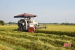 Hối hả thu hoạch lúa xuân ở Lộc Hà