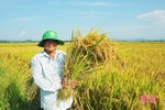 Nhiều giống lúa mới khẳng định năng suất vượt trội ở huyện miền núi Hà Tĩnh