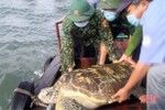 Thả cá thể rùa quý hiếm nặng hơn 80 kg về lại vùng biển Hà Tĩnh