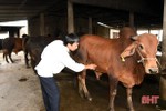 Lộc Hà đã 21 ngày không còn gia súc mắc bệnh viêm da nổi cục