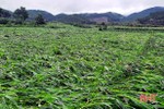 Hương Sơn hỗ trợ gần 1,5 tỷ đồng tiền ngô giống cho vùng bị thiên tai