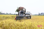 Chỉ 2/13 địa phương ở Hà Tĩnh “chạm đích” thu hoạch lúa xuân
