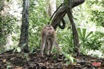 Vườn Quốc gia Vũ Quang tiếp nhận và tái thả 7 cá thể khỉ mặt đỏ