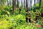 Phương châm “4 tại chỗ” bảo vệ hơn 39.300 ha rừng tự nhiên ở Vũ Quang