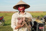 Trồng khoai lang giống mới, nông dân Nghi Xuân thu về gần 100 triệu đồng/ha