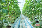 Ứng dụng công nghệ cao, vườn dưa nơi nắng nhất Hà Tĩnh vẫn xanh tươi, trĩu quả