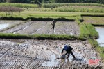 Hương Sơn khẩn trương gieo cấy lại gần 700 ha lúa hè thu
