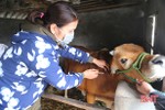 Hà Tĩnh: Nhiều địa bàn không phát sinh dịch bệnh trên gia súc sau 21 ngày